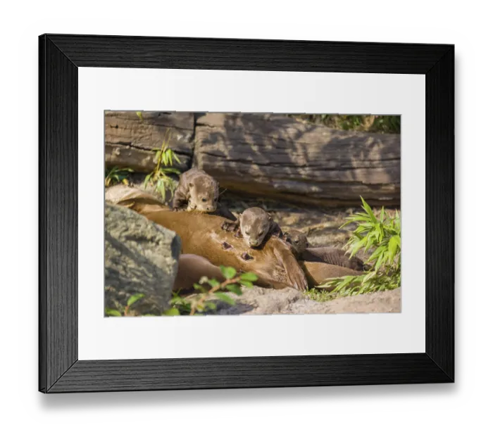 Framed Print : A female giant otter or giant river otter (Pteronura brasiliensis) nurses her young and plays with them