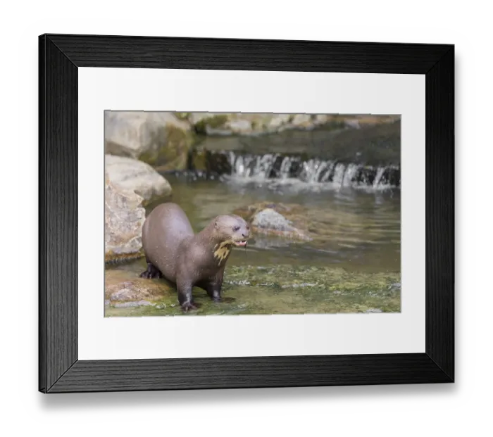 Framed Print : An adult giant otter or giant river otter (Pteronura brasiliensis) Framed Print : An adult giant otter or giant river otter (Pteronura brasiliensis)