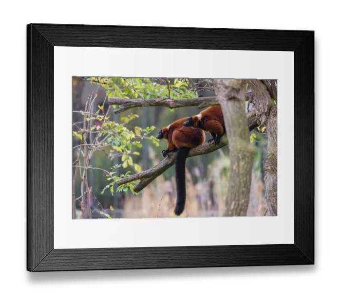 Framed Print : Two Red-ruffed lemurs, Varecia rubra