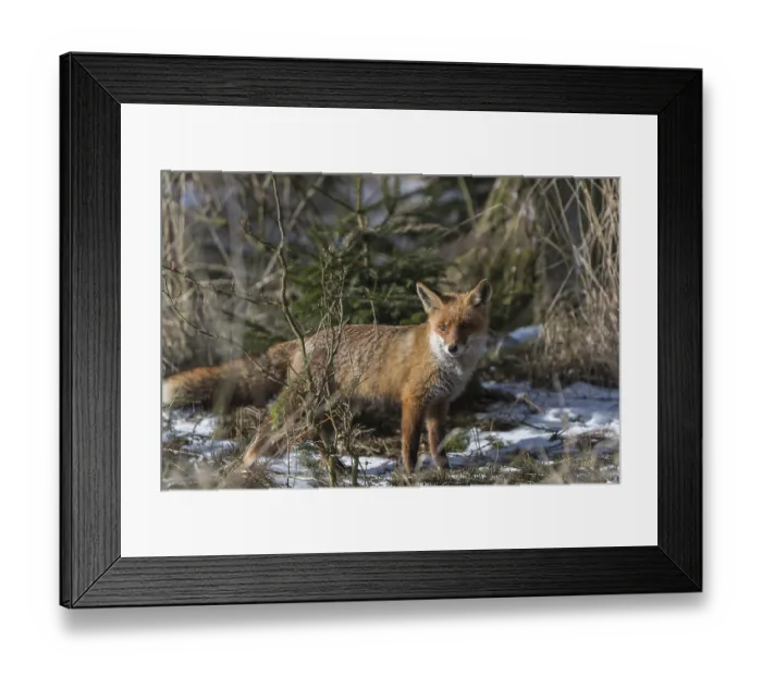 Framed Print : One red fox, Vulpes vulpes, running thru the undergrowth of a forest on a sunny day