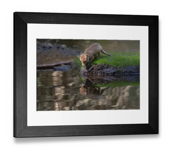 Framed Print : One young red fox, Vulpes vulpes