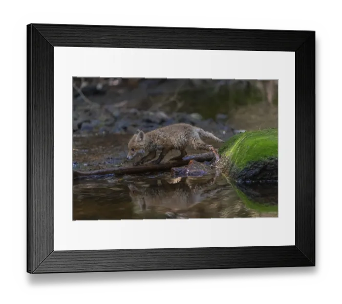 Framed Print : One young red fox, Vulpes vulpes Framed Print : One young red fox, Vulpes vulpes