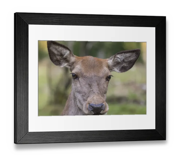 Framed Print : Portrait of a red deer doe (Cervus elaphus) standing on a meadow