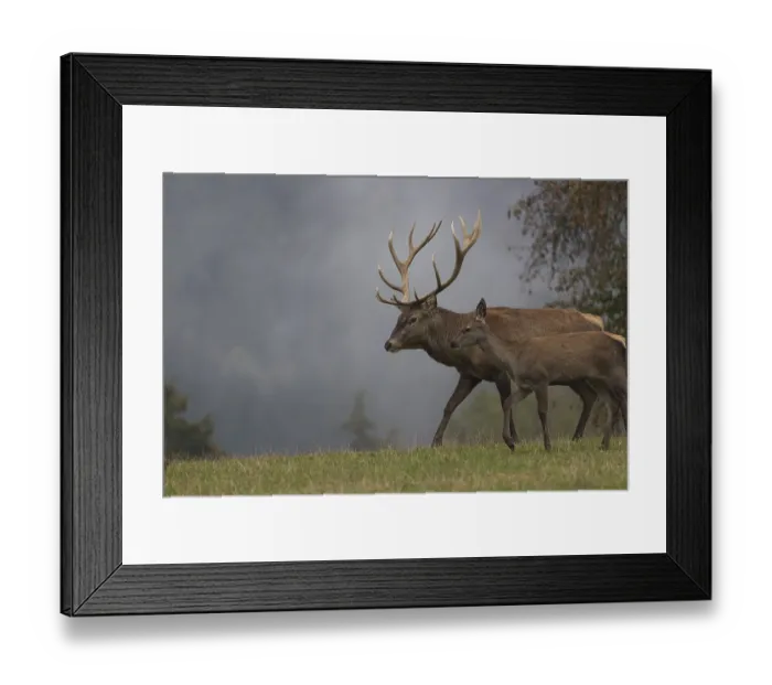Framed Print : Red Deer buck and doe standing on a meadow in autumn Framed Print : Red Deer buck and doe standing on a meadow in autumn