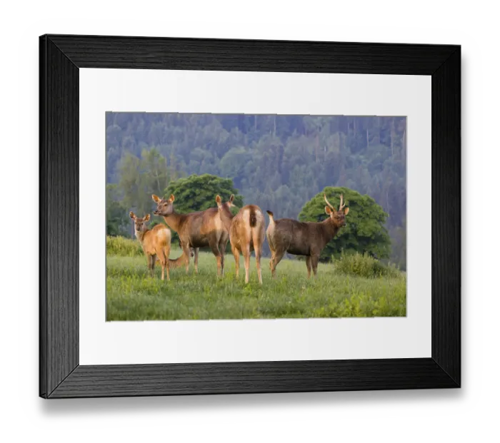 Framed Print : Two Sambar hinds with a fawn and a stag (Rusa unicolor)