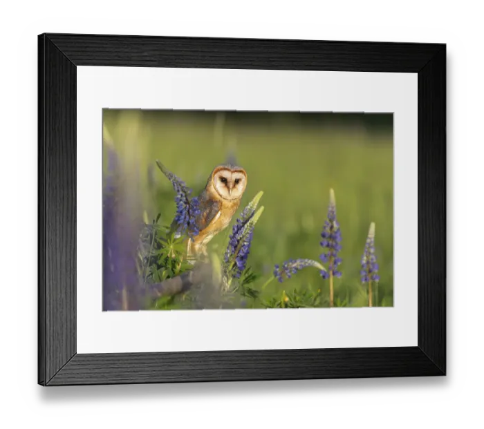 Framed Print : One barn owl (Tyto alba) sitting on a branch lying in a field of flowering lupines in late evening light Framed Print : One barn owl (Tyto alba) sitting on a branch lying in a field of flowering lupines in late evening light
