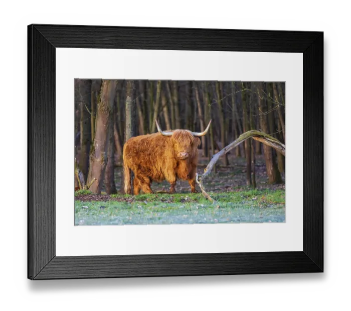 Framed Print : One Highland cow (Bos (primigenius) taurus) stands at a forest edge