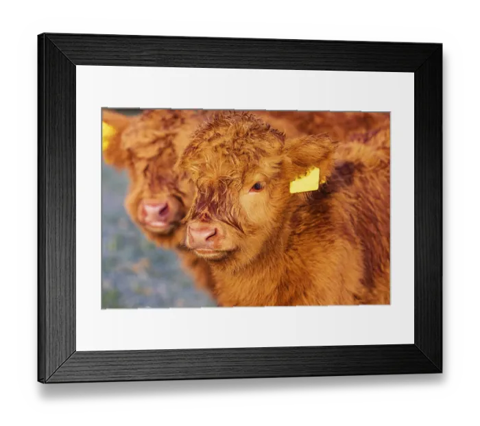 Framed Print : Portrait of two Highland calves (Bos (primigenius) taurus) Framed Print : Portrait of two Highland calves (Bos (primigenius) taurus)