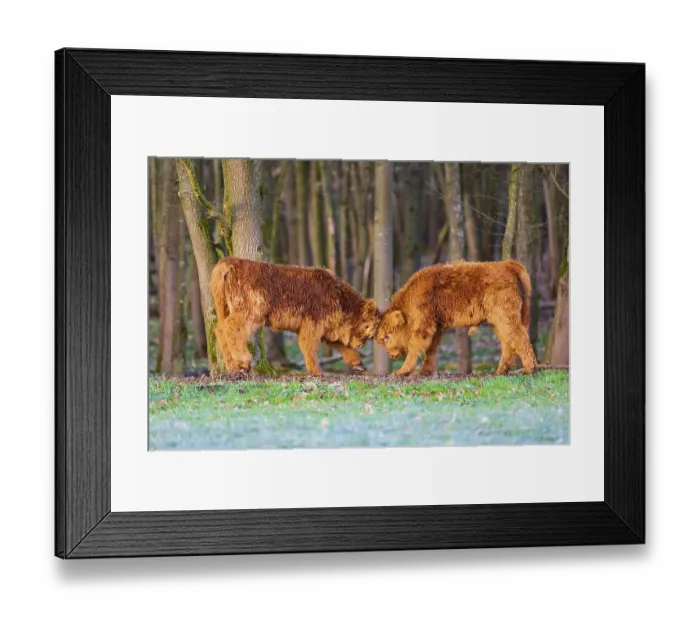 Framed Print : Two Highland calves (Bos (primigenius) taurus) playfighting
