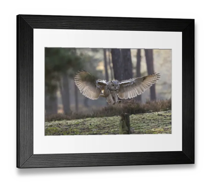 Framed Print : One Siberian Eagle Owl (Bubo bubo sibiricus) landing on a tree stump in a forest Framed Print : One Siberian Eagle Owl (Bubo bubo sibiricus) landing on a tree stump in a forest