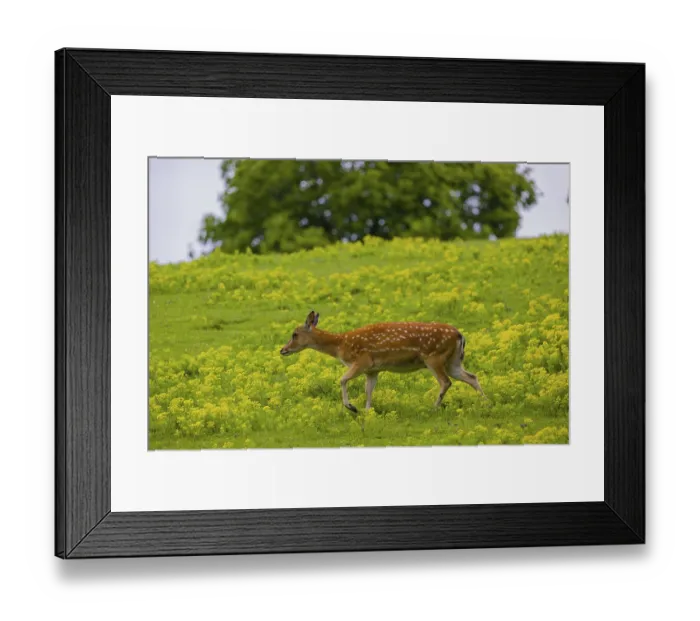Framed Print : One female Manchurian sika deer or Dybowski's sika deer (Cervus nippon mantchuricus or Cervus nippon dybowskii) Framed Print : One female Manchurian sika deer or Dybowski's sika deer (Cervus nippon mantchuricus or Cervus nippon dybowskii)