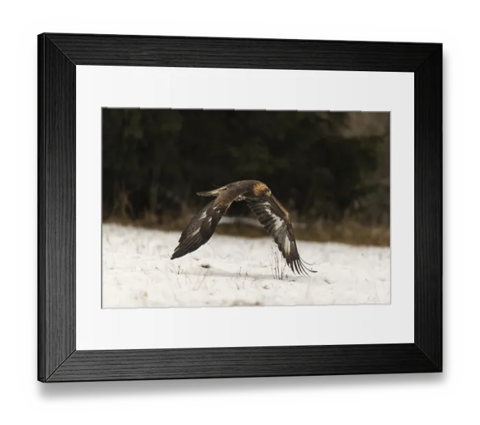 Framed Print : One golden eagle (Aquila chrysaetos) flying over a snowy meadow