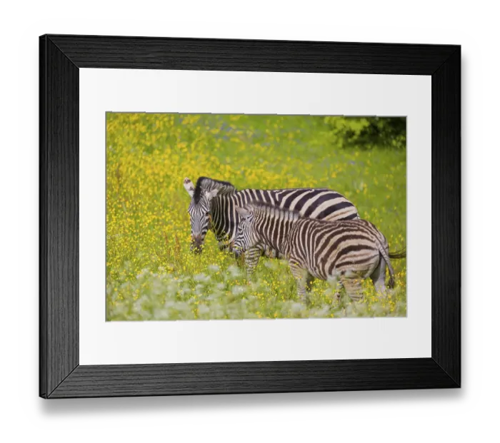Framed Print : Chapman's zebra (Equus quagga chapmani) grazing on a yellow flowering meadowChapman's zebra (Equus quagga chapmani)
