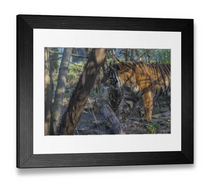 Framed Print : One Sumatran tiger (Panthera tigris sondaica) Framed Print : One Sumatran tiger (Panthera tigris sondaica)