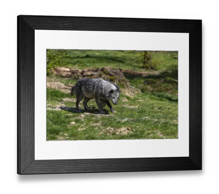 Framed Print : Two Timberwolves, Canis lupus lycaon Framed Print : Two Timberwolves, Canis lupus lycaon