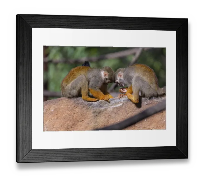 Framed Print : Two baby Central American squirrel monkey Framed Print : Two baby Central American squirrel monkey