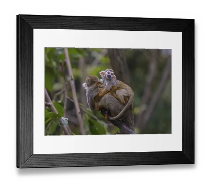 Framed Print : One female Central American squirrel monkey