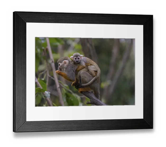 Framed Print : One female Central American squirrel monkey Framed Print : One female Central American squirrel monkey