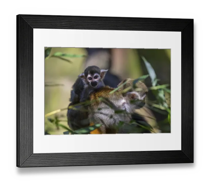 Framed Print : One female Central American squirrel monkey