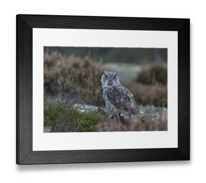 Framed Print : One adult Great horned owl (Bubo virginianus) sitting on the ground between heather