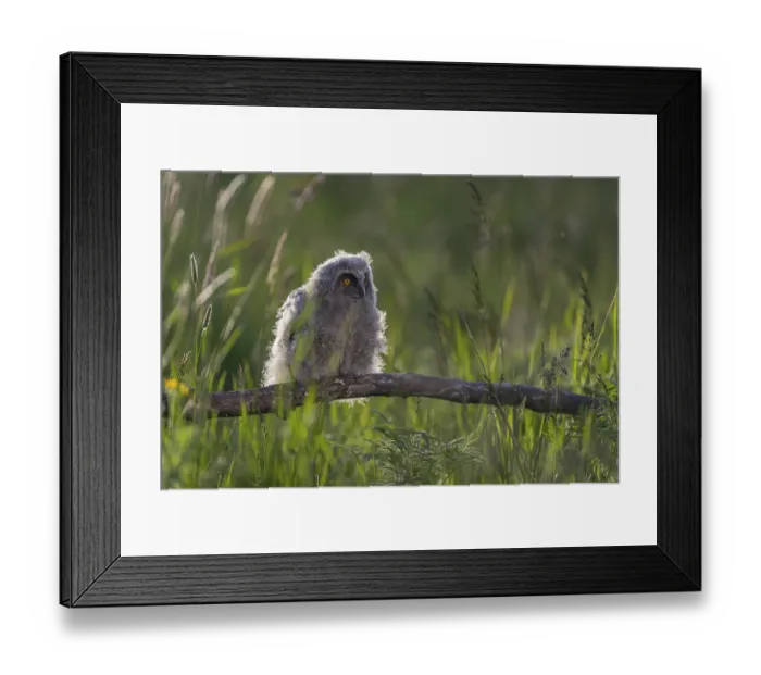 Framed Print : One young long-eared owl (Asio otus) Framed Print : One young long-eared owl (Asio otus)