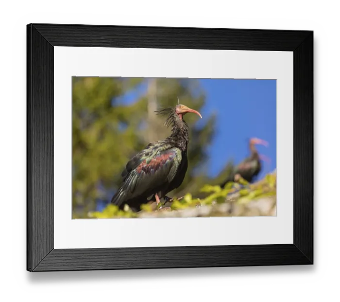 Framed Print : A Northern Bald Ibis, Hermit Ibis
