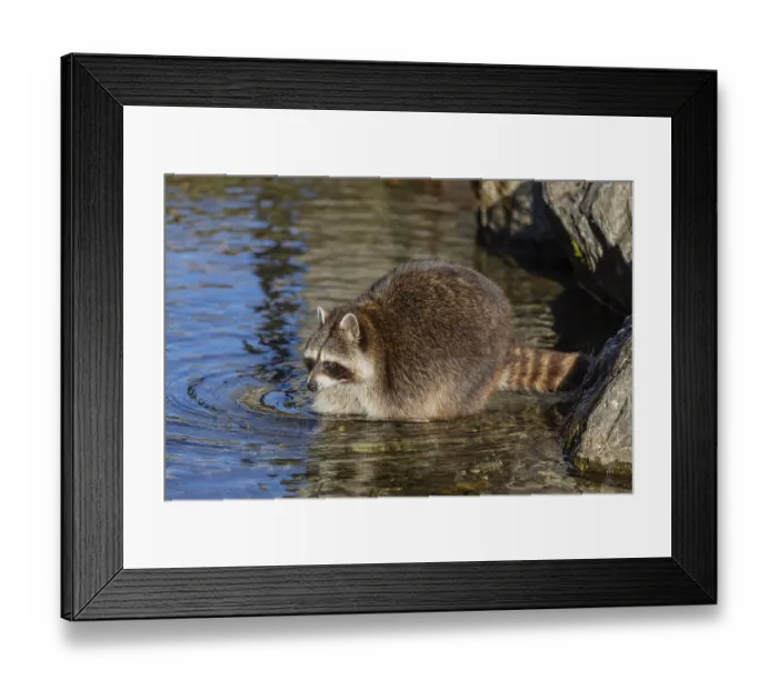 Framed Print : One Raccoon, Procyon lotor, looking for food between the pebbles in shallow water Framed Print : One Raccoon, Procyon lotor, looking for food between the pebbles in shallow water
