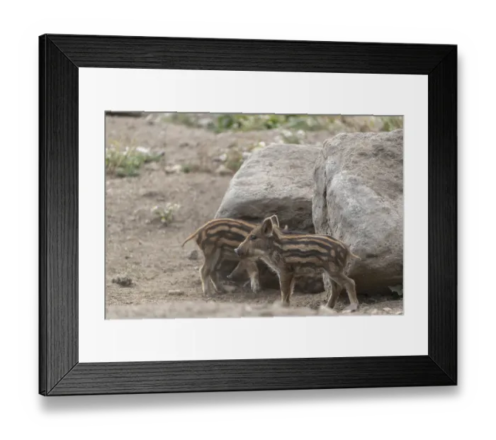 Framed Print : Two piglet wild boar or wild pig (Sus scrofa) playing in front of a little rock Framed Print : Two piglet wild boar or wild pig (Sus scrofa) playing in front of a little rock