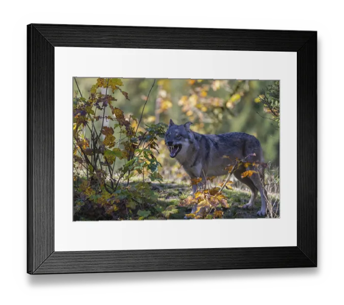 Framed Print : One yawning eurasian gray wolf (Canis lupus lupus) standing on a small hill between fall foliage