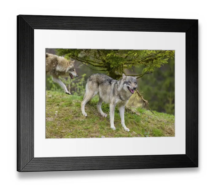 Framed Print : One eurasian gray wolf (Canis lupus lupus) stands under a spruce tree Framed Print : One eurasian gray wolf (Canis lupus lupus) stands under a spruce tree