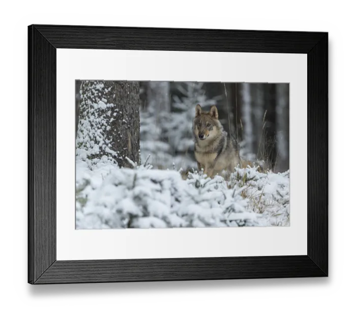 Framed Print : One young male eurasian gray wolf (Canis lupus lupus) running thru the snow-covered undergrowth of a forest