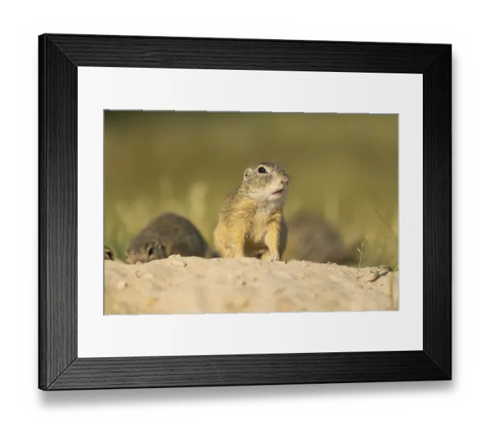 Framed Print : European ground squirrel (Spermophilus citellus) or European souslik sitting on sand and in tall grass feeding on seeds Framed Print : European ground squirrel (Spermophilus citellus) or European souslik sitting on sand and in tall grass feeding on seeds