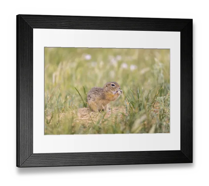 Framed Print : One European ground squirrel (Spermophilus citellus)