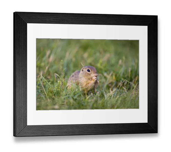 Framed Print : A European ground squirrel (Spermophilus citellus) or European souslik sits in green gras