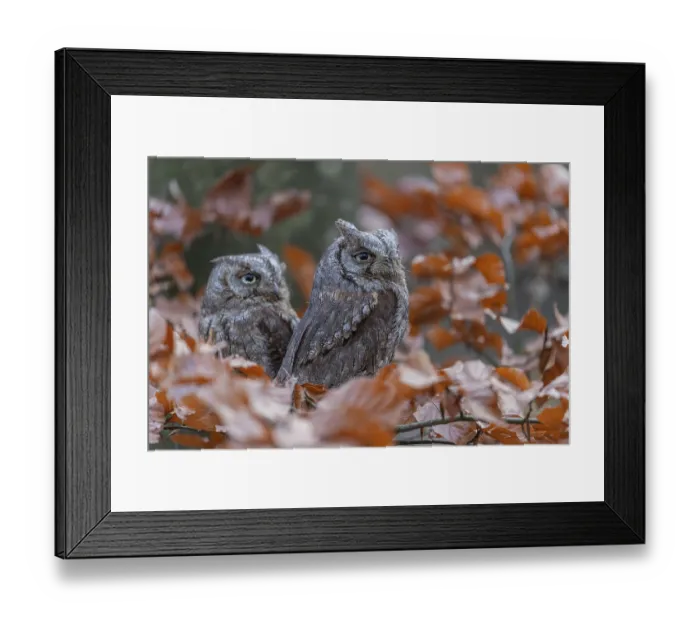 Framed Print : Two Eurasian scops owls (Otus scops)sitting on a twig of a beech tree Framed Print : Two Eurasian scops owls (Otus scops)sitting on a twig of a beech tree