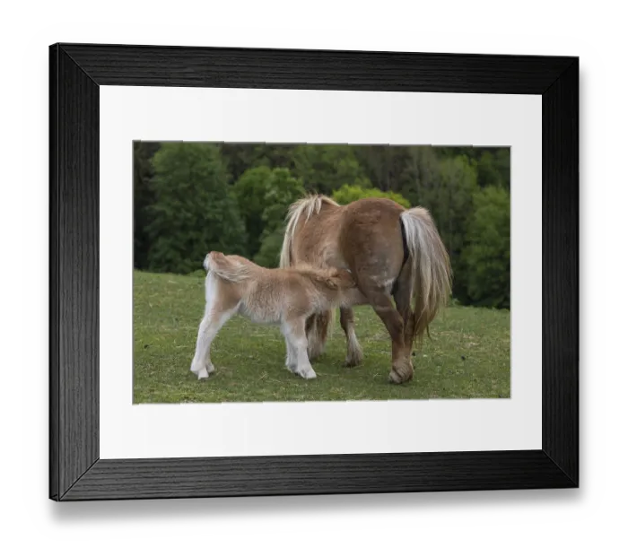 Framed Print : Falabella mare suckling foal, The Falabella (Equus ferus caballus) is the smallest horse at all