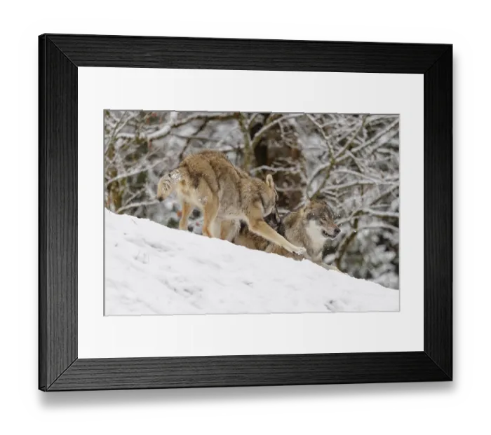 Framed Print : A young grey wolf (Canis lupus lupus) plays with its father on the sloping