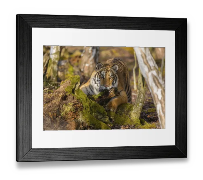 Framed Print : One young female Siberian Tiger Framed Print : One young female Siberian Tiger