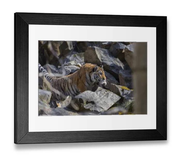 Framed Print : One young female Siberian Tiger