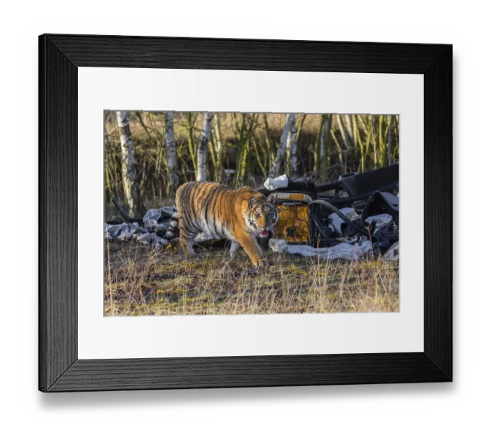 Framed Print : One young female Siberian Tiger Framed Print : One young female Siberian Tiger