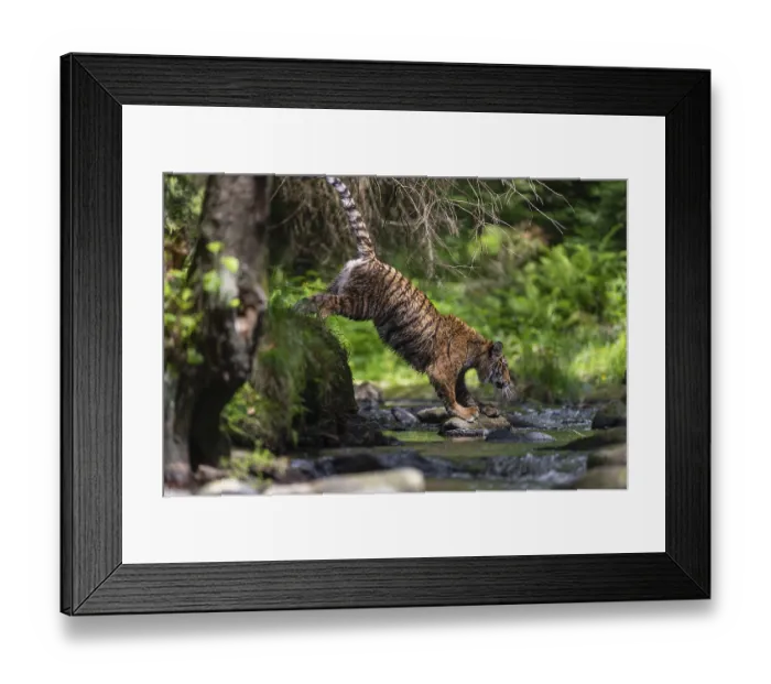 Framed Print : One young female Siberian Tiger