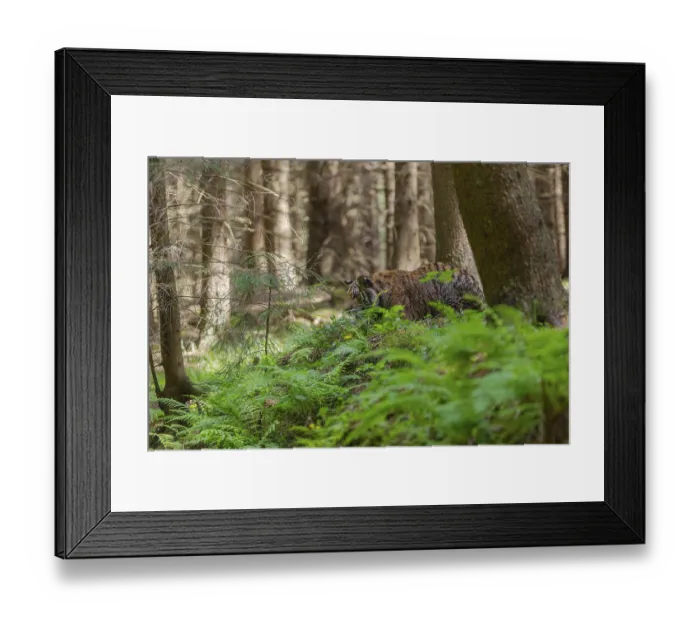 Framed Print : One young female Siberian Tiger Framed Print : One young female Siberian Tiger