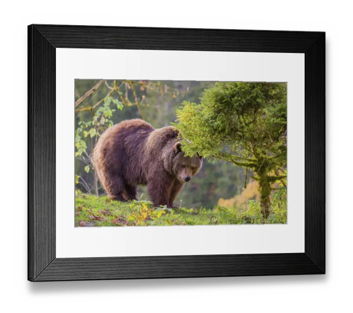 Framed Print : An adult female brown bear (Ursus arctos arctos) walks on a hilly terrain with trees and rocks