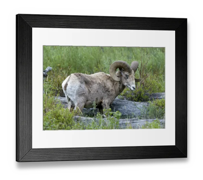 Framed Print : Bighorn sheep (Ovis canadensis) in Yellowstone National Park Framed Print : Bighorn sheep (Ovis canadensis) in Yellowstone National Park