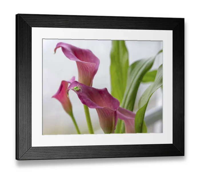 Framed Print : Calla Pasja plant with green spider, spider KI