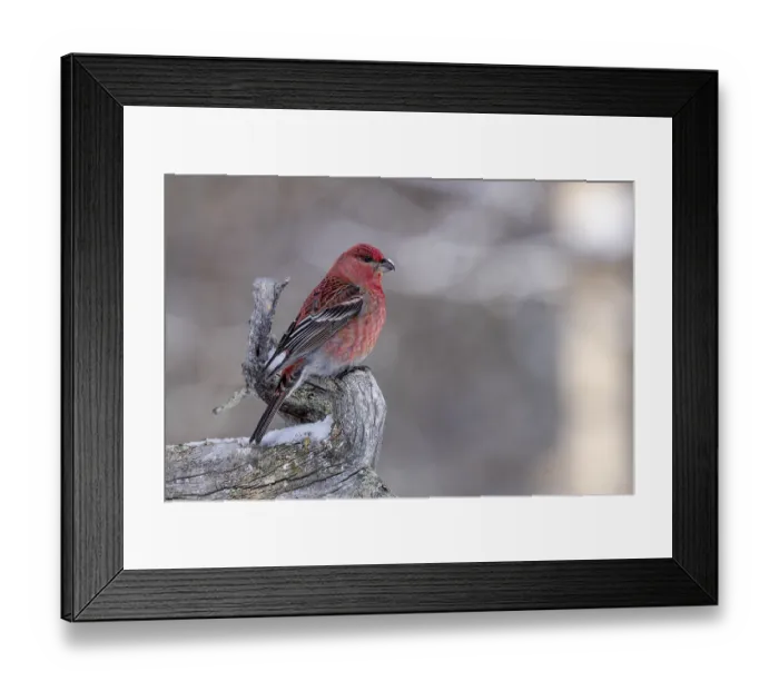 Framed Print : Pine grosbeak (Pinicola enucleator)