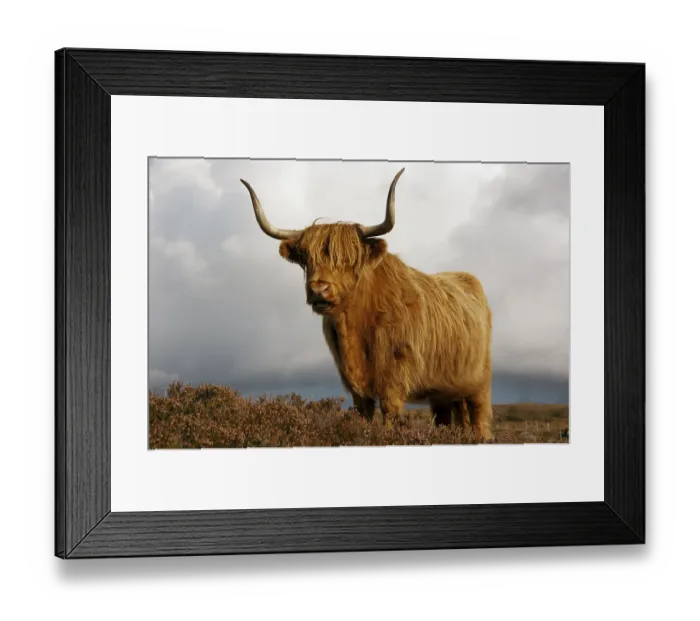 Framed Print : Scottish Highland Cattle, Scotland