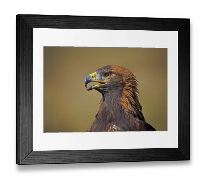 Framed Print : Golden Eagle (Aquila chrysaetos)