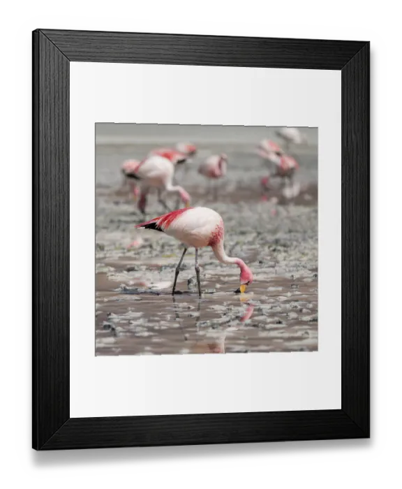 Framed Print : Andean flamingos (Phoenicoparrus andinus) Framed Print : Andean flamingos (Phoenicoparrus andinus)