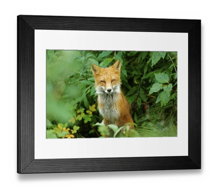 Framed Print : Fox (Vulpes vulpes), Denali N.P. Alaska